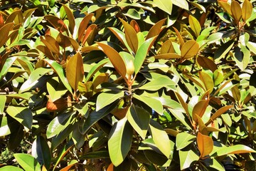 Summer landscape. Magnolia tree and flowers ready to bloom.