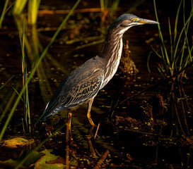green heron