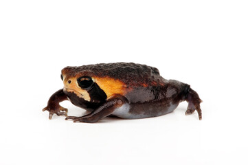 Bushveld rain frog // Gesprenkelter Kurzkopffrosch (Breviceps adspersus) - South Africa
