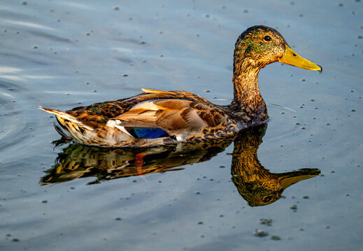 duck on the water