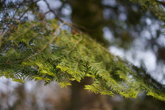 Detailaufnahme einer K&uuml;sten-Tanne (Abies grandis) bei Sonnenschein