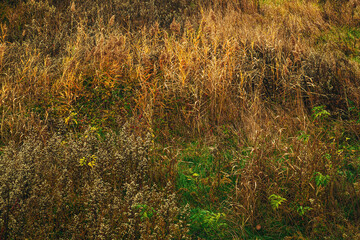 Fototapeta premium Dense autumn meadow with dry grasses, wild plants, and golden vegetation creating a natural textured landscape.