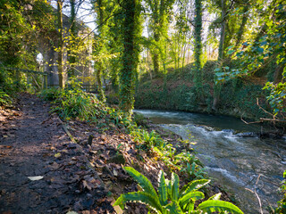 Fototapeta premium stream in the forest