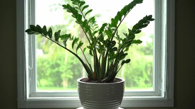 ZZ plant in a white ceramic pot on a window sill in this slow motion video footage with natural daylight.