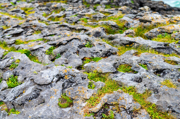 Plants growing in a harsh rocky limestone environment