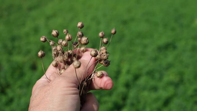Hand crushes ripe flax pods. The farmer kneads linen heads in his hand. Separating seeds from chaff. Green field background. Sunny day.
