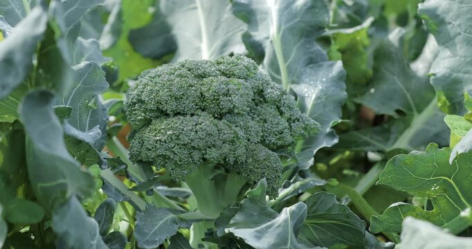 Broccoli plant with dark green juicy florets growing on an organic farm. Nutritious Brassica vegetable rich in vitamins C PP E, minerals potassium calcium phosphorus, healthy vegan food concept.