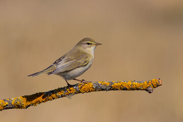 Willow Warbler (Phylloscopus trochilus) perched on branch &ndash; detailed small songbird portrait