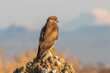 Hawk in Flight &ndash; Powerful Bird of Prey Wildlife Photography