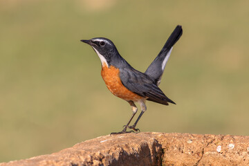 Stonechat Perched on Rock &ndash; Wildlife Bird Photography