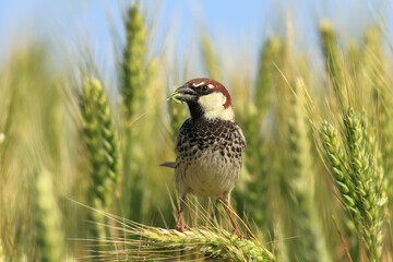 Spanish Sparrow perched on branch – detailed portrait of Passer hispaniolensis in natural habitat