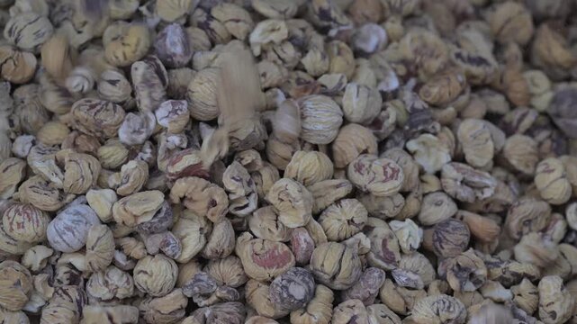 Battitura delle castagne
