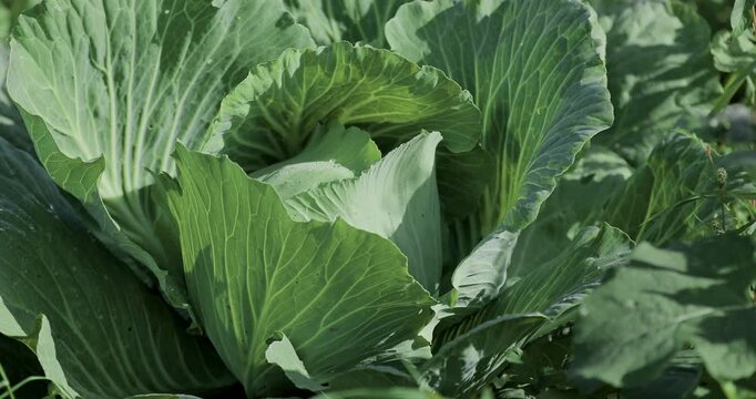 Green cabbage on a garden bed with dew, sunlight, and shadows highlighting leaf texture. Ideal for organic farming, eco-garden, healthy food, and sustainable agriculture content. Vegan food and salads