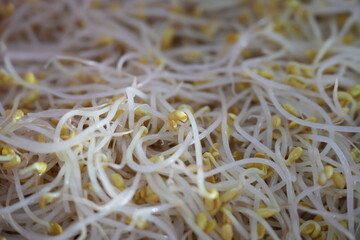 Fresh Korean soybean sprouts (kongnamul) close-up – healthy vegan ingredient