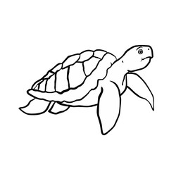 vector illustration of a turtle
