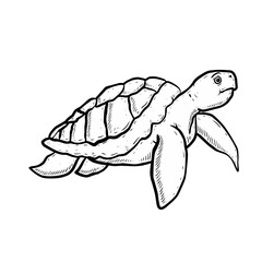 Sketch illustration of turtle