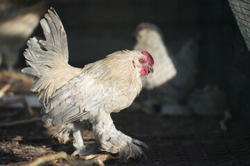 Proud heritage rooster with long tail feathers in traditional Korean farm