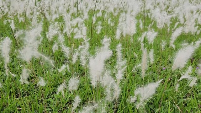 White fluffy grass blowing softly in the green field. Natural fluffy reeds swaying gently in fresh meadow. Soft white grass plumes dancing in summer breeze. 