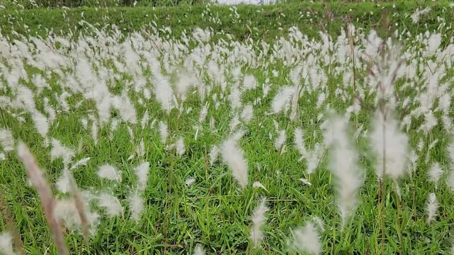 White fluffy grass swaying gently across a lush green meadow. Soft white plume grass blowing lightly in bright outdoor nature. Fluffy wild grass waving calmly over fresh green landscape
