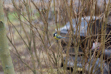 blue bird on slender twigs, urban garden scene with energetic blue tit searching for food among thin twigs