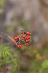 bright red berries with blurred back, closeup shot of vibrant autumn berries with soft focus background