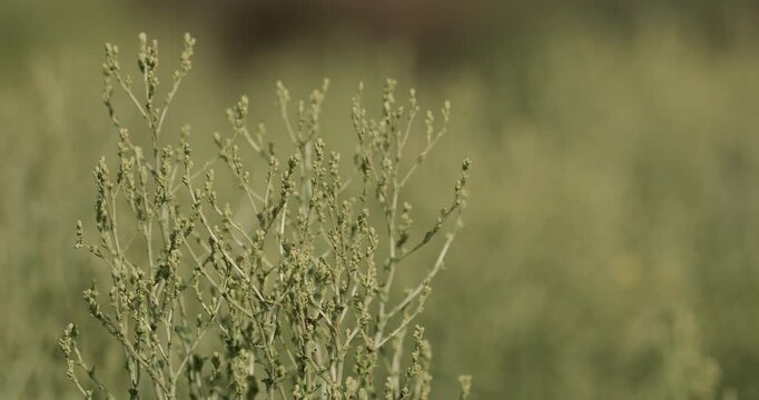 Large sagebrush (Artemisia tridentata) or garden orache (Atriplex hortensis) sways gently in the wind on an organic farm bed. Natural movement, soft light, and fresh foliage in an eco garden.