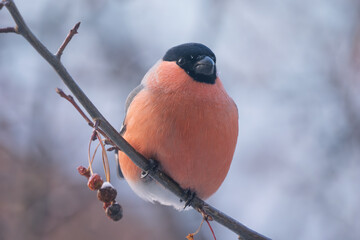 Bullfinch perched on a tree branch