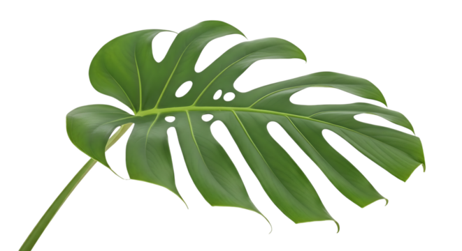 Large Green Monstera Deliciosa Leaf on White Background