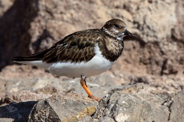 Ruddy Turnstone (Arenaria interpres) in winter-plumage, at Fuerteventura, Canary Islands, Spain.