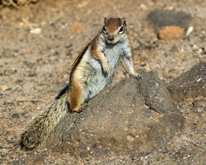 Barbary Ground Squirrel (Atlantoxerus getulus) at Fuerteventura, Canary Islands, Spain.