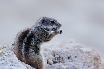 Barbary Ground Squirrel (Atlantoxerus getulus) at Fuerteventura, Canary Islands, Spain.
