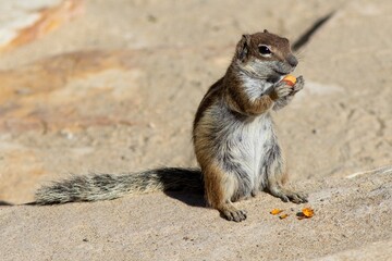 Barbary Ground Squirrel (Atlantoxerus getulus) at Fuerteventura, Canary Islands, Spain.
