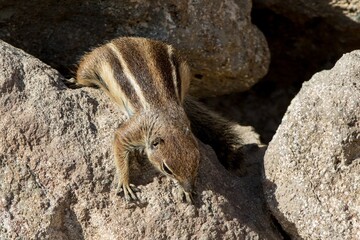 Barbary Ground Squirrel (Atlantoxerus getulus) at Fuerteventura, Canary Islands, Spain.