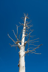 Tree without leaves. Winter concept.