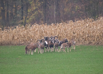 Stado muflon&oacute;w wraz z danielem