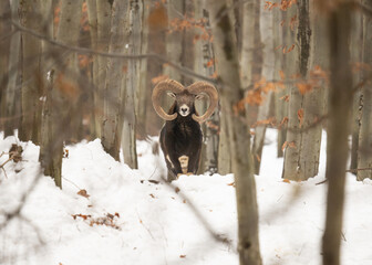 Tryk, muflon w zimowym lesie z wielkimi ślimami. Portret muflona.