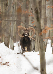 Tryk, muflon w zimowym lesie z wielkimi ślimami. Portret muflona.