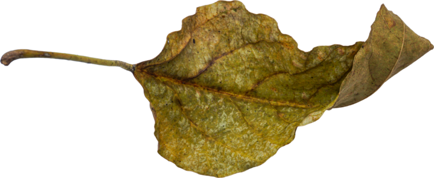 Dry Leaf PNG Cutout - Isolated with Transparent Background - Powered by Adobe