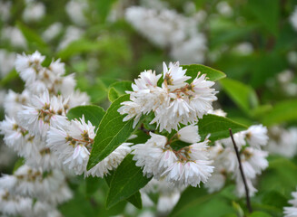 Deutzia blooms in nature