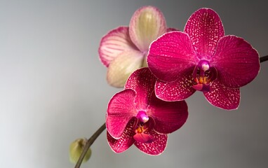 Naklejka premium Deep pink Phalaenopsis orchids with speckled white patterns on petals, captured in soft studio light against a neutral background. Bold contrast and vibrant detail in a floral close-up.