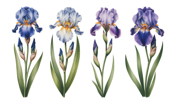 Lavender iris petals with flowing botanical detail. Orchid purple iris flowers illustrated in soft brush tones.
