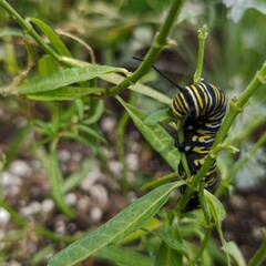 caterpillar on a leaf