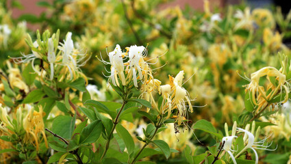 Decorative honeysuckle (Lonicera) bush blooms in nature