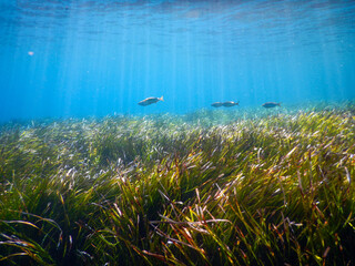 mediterranean underwater sea life