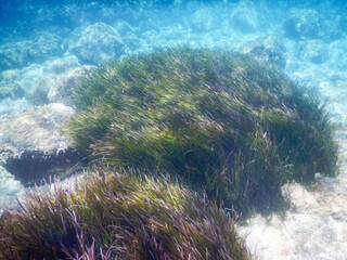 mediterranean underwater sea life