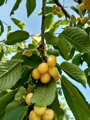 Ripe yellow cherries hanging from a tree branch