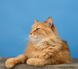 An adult ginger cat lies and rests on a blue background