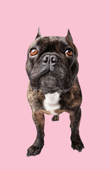 French bulldog looking straight at the camera on an isolated pink background. 
