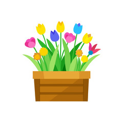 Colorful tulips and flowers in a wooden container on transparent background