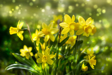 Obraz premium the daffodil, Narcissus pseudonarcissus, yellow narcissus flowers in a park